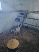 Indyczka z małymi indykami