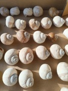 Muszle ślimaków duża ilość 