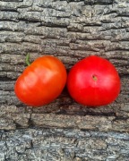 CASPIAN PINK  Pomidor Kolekcjonerski 