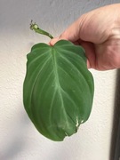 Philodendron Camposportoanum - sadzonka pędowa 