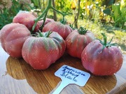 AMERIKAN RIBBED BLACK nasiona Pomidor Kolekcjonerski