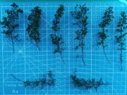 Drzewa z komosy ciernistej na dioramę. Rozmiar mały, kolor HP-11