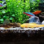 Rybki akwariowe, mieczyki, glonojady (zbrojniki), ślimaki świderki 