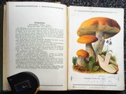 Pilze der Heimat, Atlas grzybów T.1. Eugen Gramberg Lipsk 1913