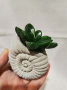 Świeczka dekoracyjna kaktus sukulent zielony w ozdobnej doniczce muszla