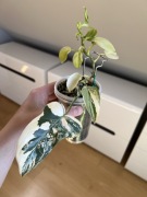 Philodendron Bipennifolium Variegata