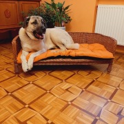 wiklinowa sofa dla psa na nóżkach poducha gratis