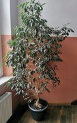 Figowiec benjamina - Ficus benjamina - Fikus Banjamin 240cm
