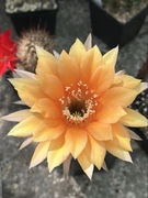 kaktus Echinopsis hybryd Oriole