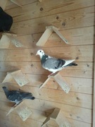 Gołąbie pocztowe Mulemans