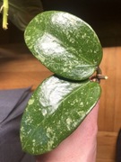 Hoya Parasitica Lao hoja