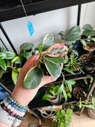 Hoya  australis blondi, ukorzeniona