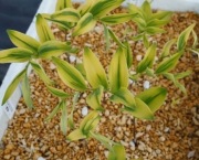 Kokoryczka 'Ou Sai' Polygonatum odoratum