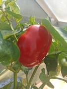 Papryka jabłkowa nasiona kolekcjonerskie