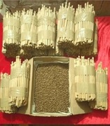 Pakiet 200 kokonów murarki + 10% gratis + trzcina 200szt + 5% gratis