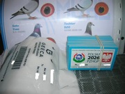 100%Oryginalne obrączki PZHGP 2026 FCI 20szt