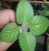 Plectranthus amboinicus, kubanskie oregano, mięta meksykańska cięty szczyt 