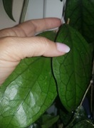 Hoya Rabbit Sister hoja cięta szczyt