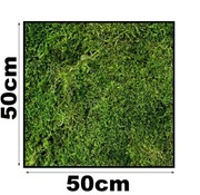 | MECH PŁASKI 50x50 cm| żywy naturalny dekoracyjny