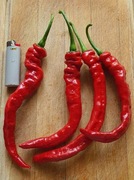 Nasiona papryka chili Capsicum Annuum Longhorn XXL kolekcjonerskie