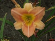 Hemerocallis / Liliowiec: Emilia Plater
