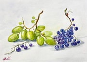 Dwie odmiany winogron Original Akwarela A4