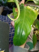 philodendron domesticum variegata regres-cięty szczyt