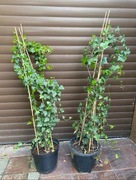 Duży Bluszcz Hedera Helix mrozoodporny