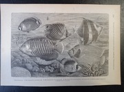 Piękna oryginalna litografia XIX - XX w. - Ryby