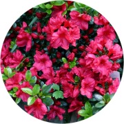 Azalia japońska ' Johanna' 2L