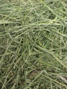 Siano dla królików 5 kg + Gratis do wybrania 