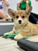 pieski Welsh Corgi Pembroke ZKWP/FCI
