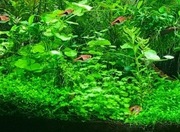 Roślinki akwariowe - nadmiar z przycinki - wysyłka z ogrzewaczem