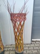 Wierzba pleciona- POLSKA PALMA 