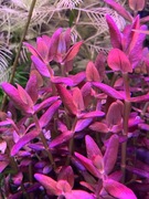 Bacopa Salzmannii Purple, sadzonka z hodowli podwodnej 4-8 cm