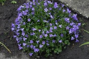 Dzwonek drobny - Campanula pusilla  100 nasion