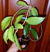 Hoja, Hoya ~ NICHOLSONIAE ~ dojrzała, rosnąca  