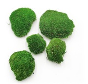 | MECH PODUSZKOWY kępka 10x10cm| naturalny żywy