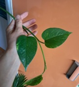 EPIPREMNUM AUREUM złociste cięty pęd