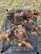 Karpy rabarbaru malinowego