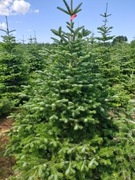 CHOINKA JODŁA KAUKASKA ,ŚWIERK -PLANTACJA  HURT