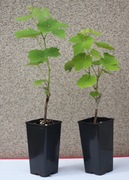 Winorośl sadzonka Einset Seedless dwuletnia