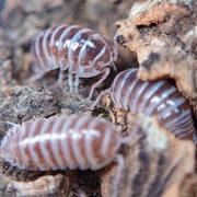 Armadillidium maculatum "Chocolate", isopody, 10 szt.