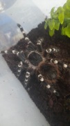 Acanthoscurria geniculata samica 3,5-4 DC 
