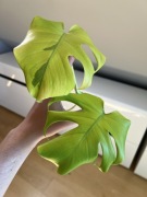 Monstera Lemon Lime (szczyt)