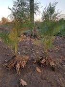 Szparag Szparagi sadzonki karpy