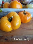 Pomidor   Amana Orange   kolekcjonerski