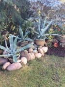 agawa,3 sztuki sprzedam