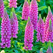 Łubin trwały ogrodowy Różowy - Pink 