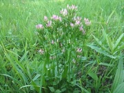 Centuria pospolita ziele suszone 25g z Bieszczad 